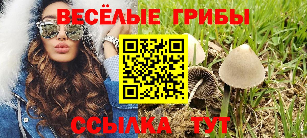 Галлюциногенные грибы Psilocybe Ишимбай